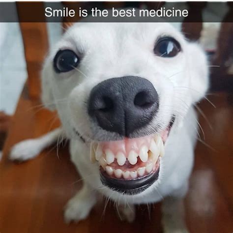 dog smile meme